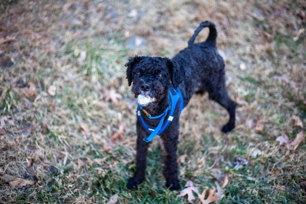 Milo S~, an adoptable Schnauzer, Poodle in Columbia, TN, 38401 | Photo Image 1