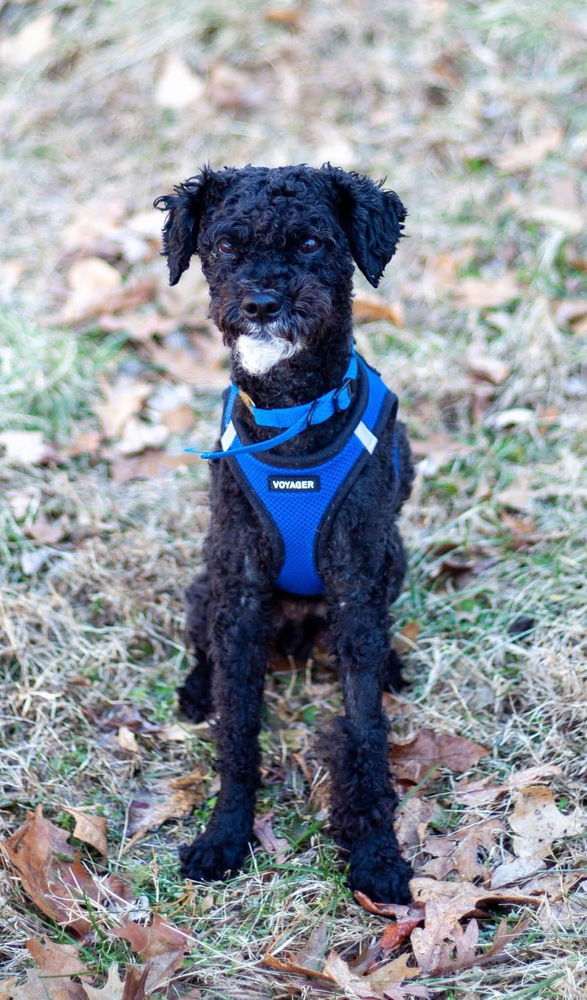 Milo S~, an adoptable Schnauzer, Poodle in Columbia, TN, 38401 | Photo Image 2