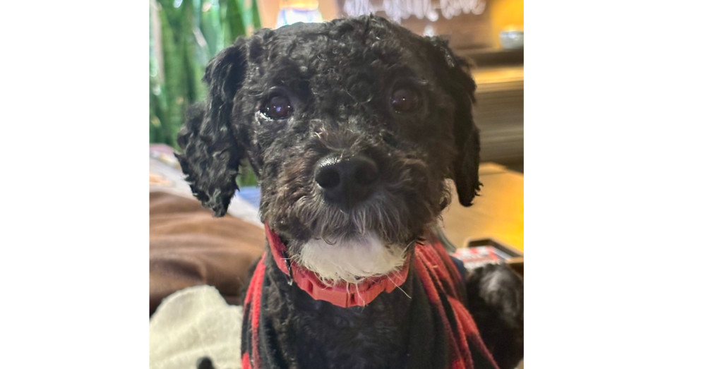 Milo S~, an adoptable Schnauzer, Poodle in Columbia, TN, 38401 | Photo Image 2