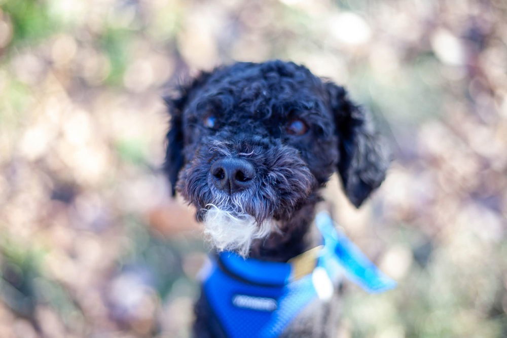 Milo S~, an adoptable Schnauzer, Poodle in Columbia, TN, 38401 | Photo Image 3