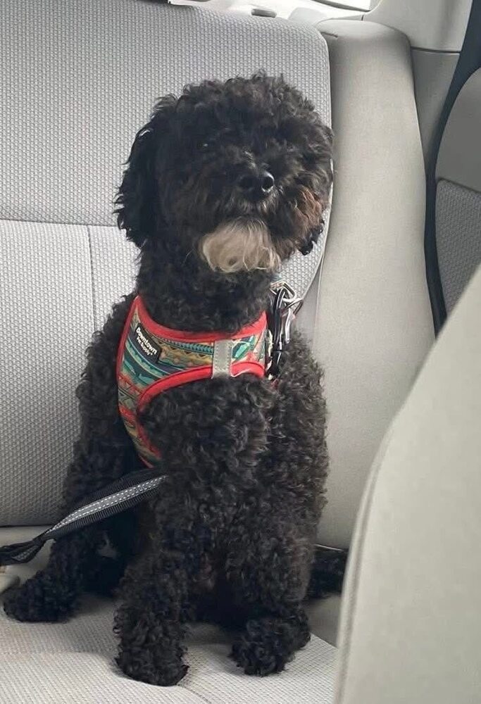 Milo S~, an adoptable Schnauzer, Poodle in Columbia, TN, 38401 | Photo Image 3