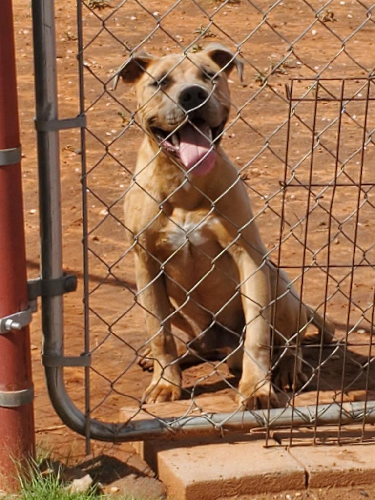 Bronze, an adoptable Pit Bull Terrier, Mixed Breed in Tucumcari, NM, 88401 | Photo Image 1