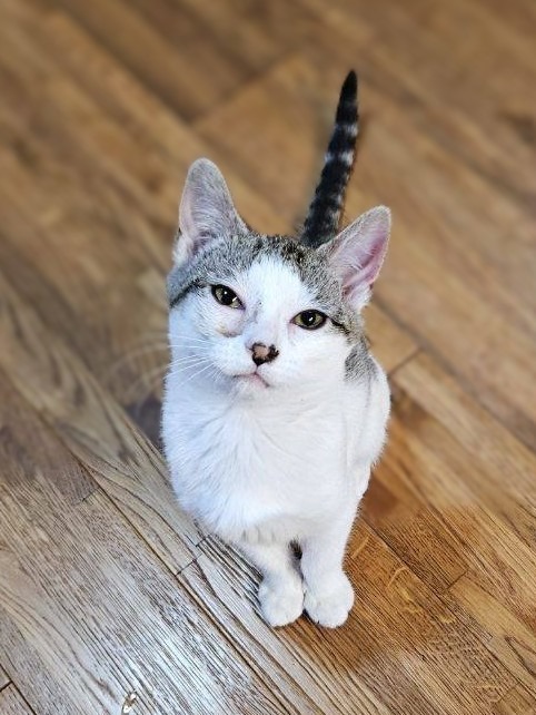 Ms. Beasley, an adoptable Domestic Short Hair in Saint Cloud, MN, 56301 | Photo Image 1