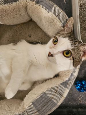Ms. Beasley, Young Female Domestic Short Hair