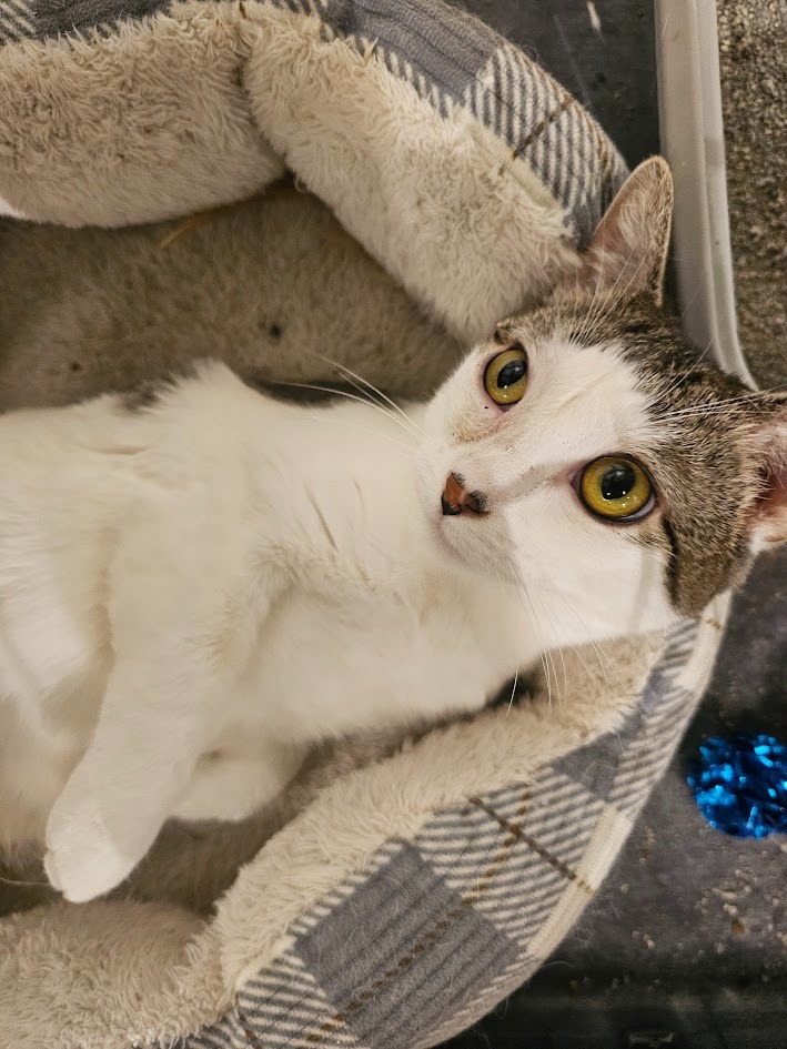 Ms. Beasley, an adoptable Domestic Short Hair in Saint Cloud, MN, 56301 | Photo Image 1