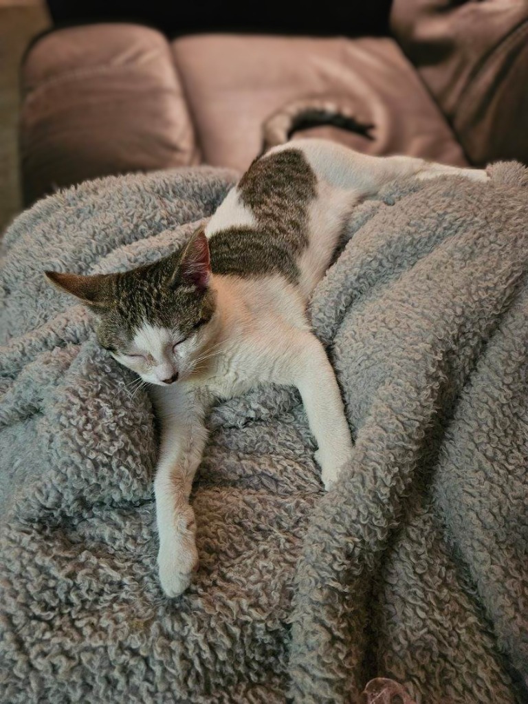 Ms. Beasley, an adoptable Domestic Short Hair in Saint Cloud, MN, 56301 | Photo Image 2