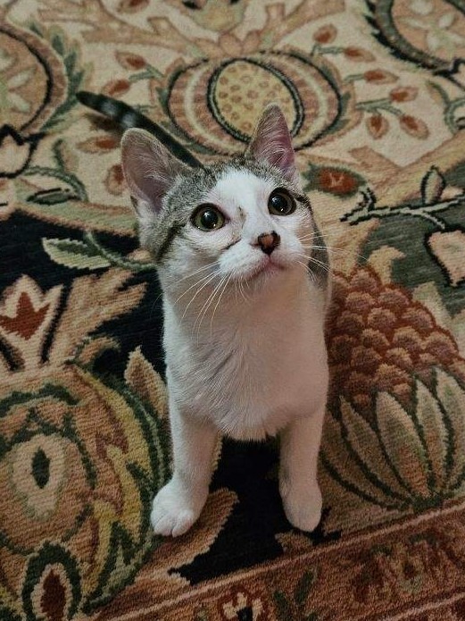Ms. Beasley, an adoptable Domestic Short Hair in Saint Cloud, MN, 56301 | Photo Image 3