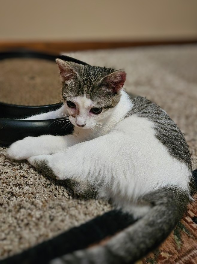 Ms. Beasley, an adoptable Domestic Short Hair in Saint Cloud, MN, 56301 | Photo Image 4
