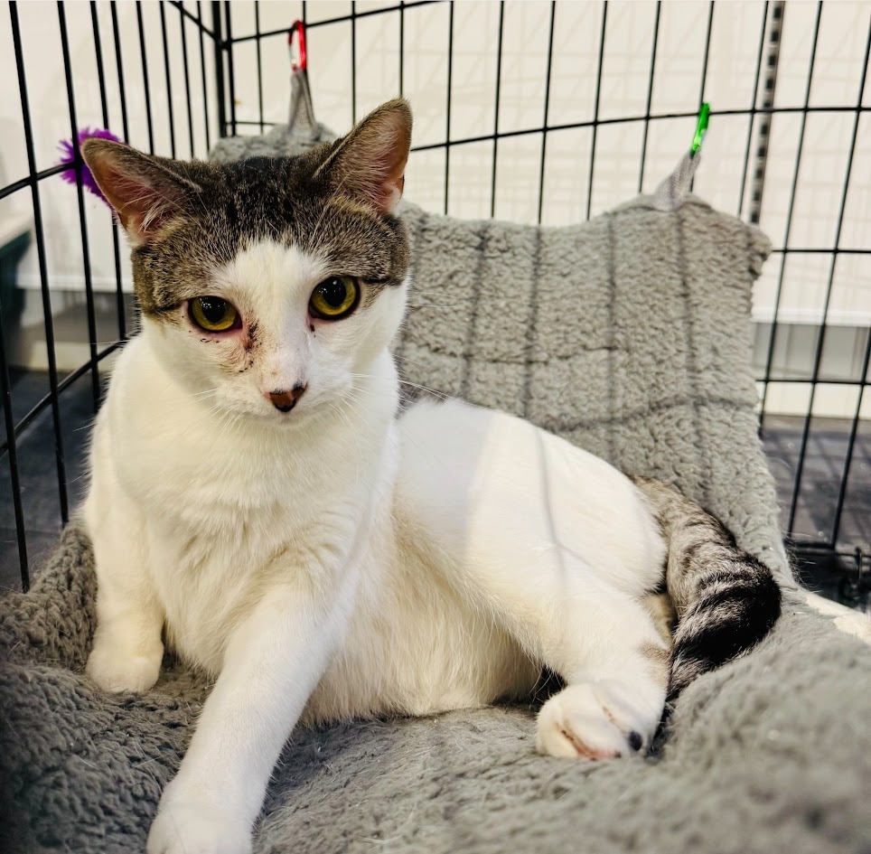 Ms. Beasley, an adoptable Domestic Short Hair in Saint Cloud, MN, 56301 | Photo Image 5