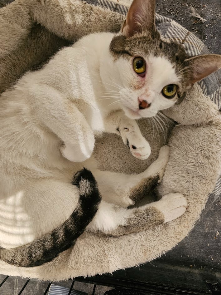 Ms. Beasley, an adoptable Domestic Short Hair in Saint Cloud, MN, 56301 | Photo Image 6