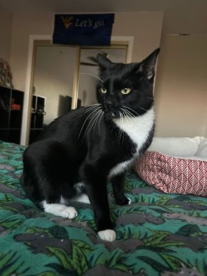 Momo, Adult Male Domestic Short Hair