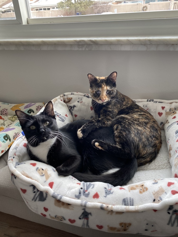Momo, an adoptable Domestic Short Hair in Denver, CO, 80220 | Photo Image 2