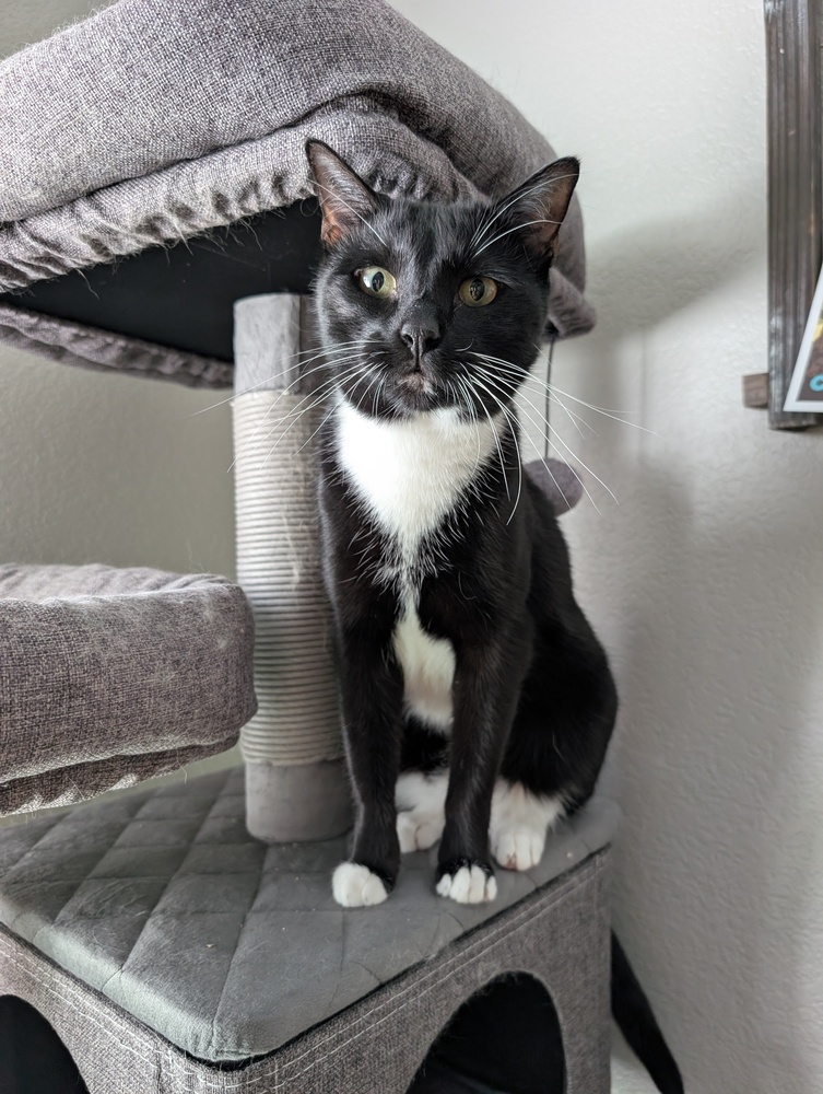 Momo, an adoptable Domestic Short Hair in Denver, CO, 80220 | Photo Image 2