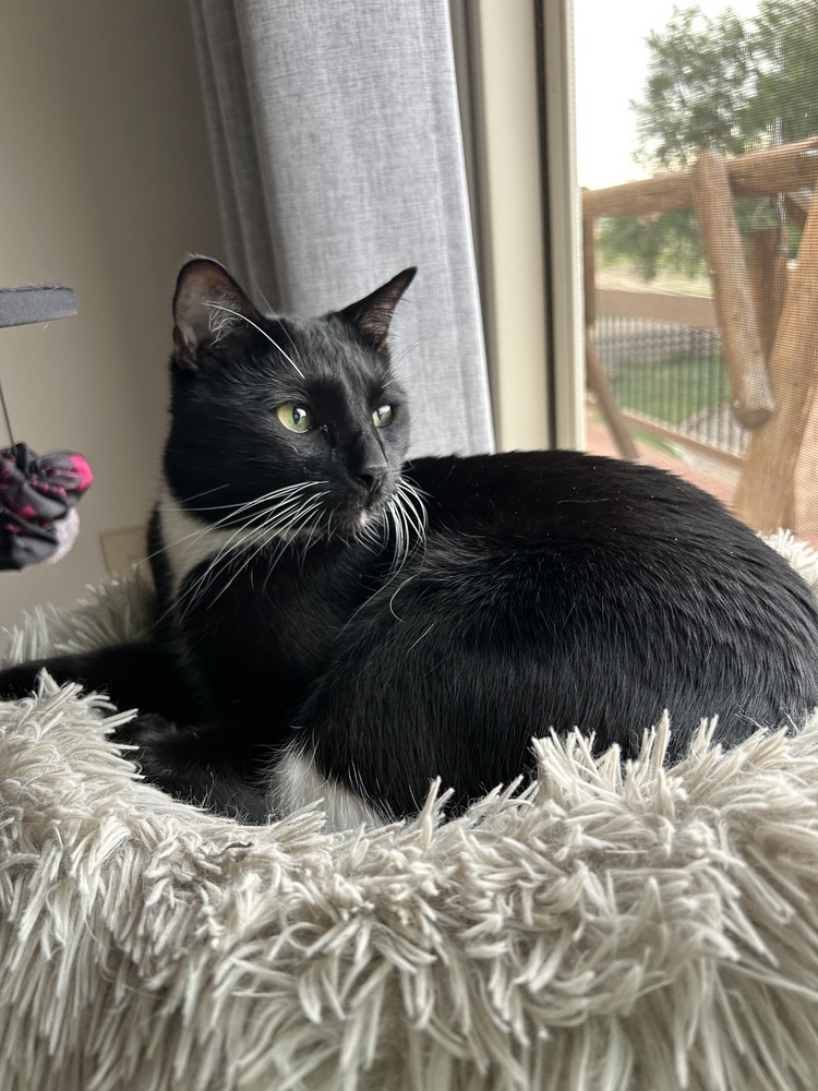 Momo, an adoptable Domestic Short Hair in Denver, CO, 80220 | Photo Image 3