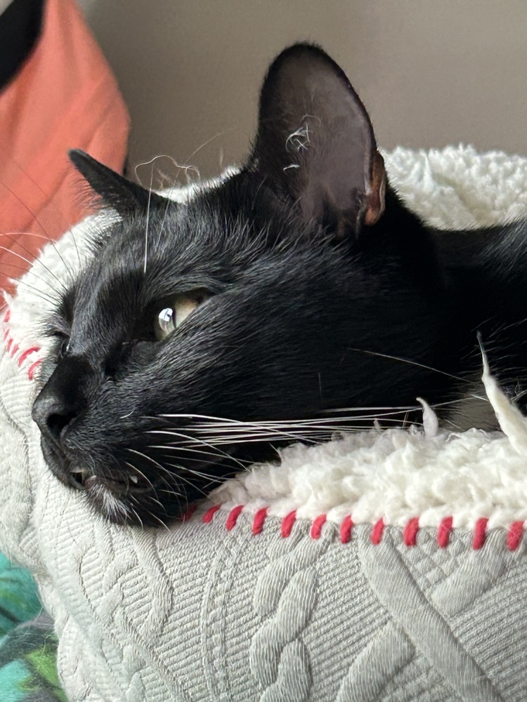 Momo, an adoptable Domestic Short Hair in Denver, CO, 80220 | Photo Image 4