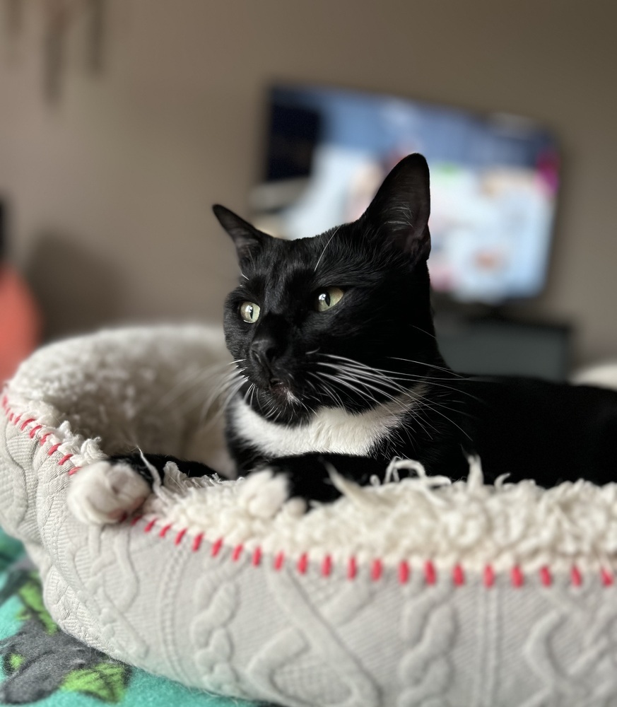 Momo, an adoptable Domestic Short Hair in Denver, CO, 80220 | Photo Image 5