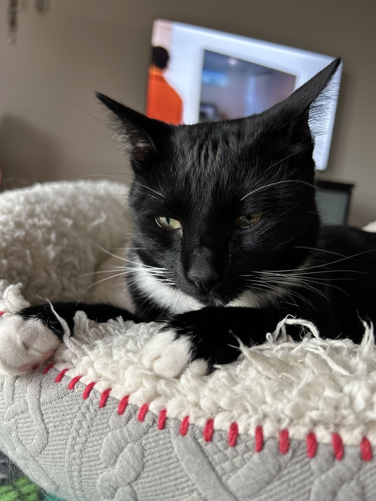 Momo, an adoptable Domestic Short Hair in Denver, CO, 80220 | Photo Image 6