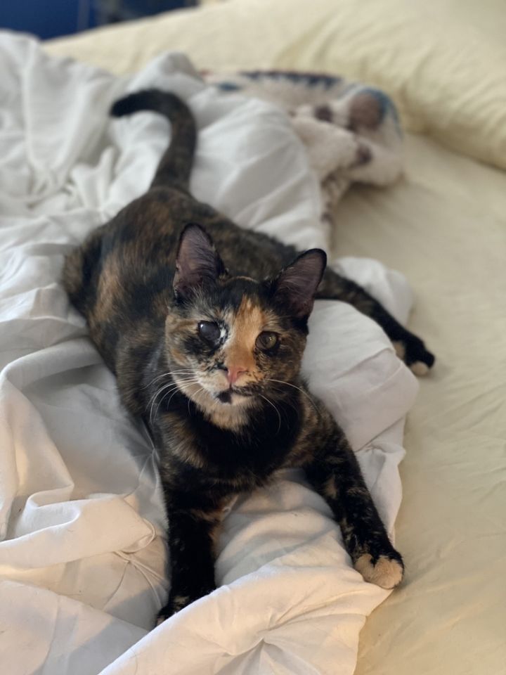 Phoebe 1