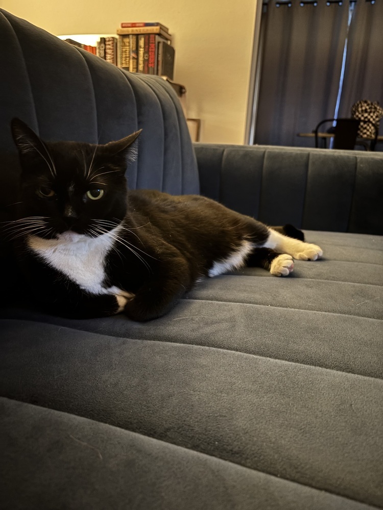 Vee, an adoptable Domestic Short Hair in Fort collins, CO, 80526 | Photo Image 1