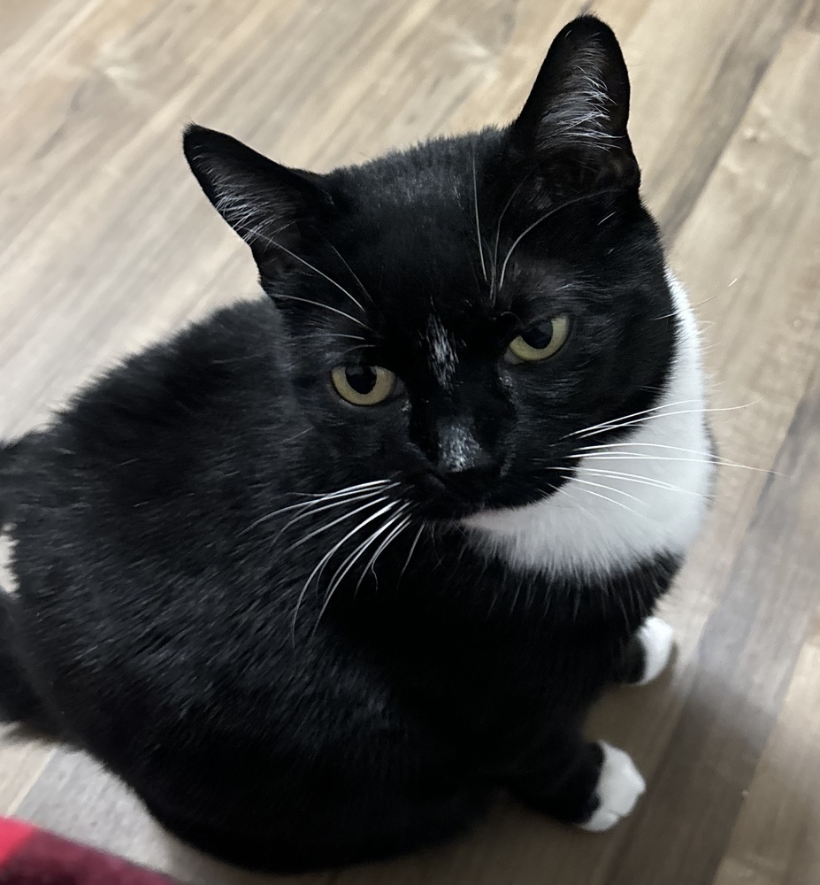 Vee, an adoptable Domestic Short Hair in Fort collins, CO, 80526 | Photo Image 2