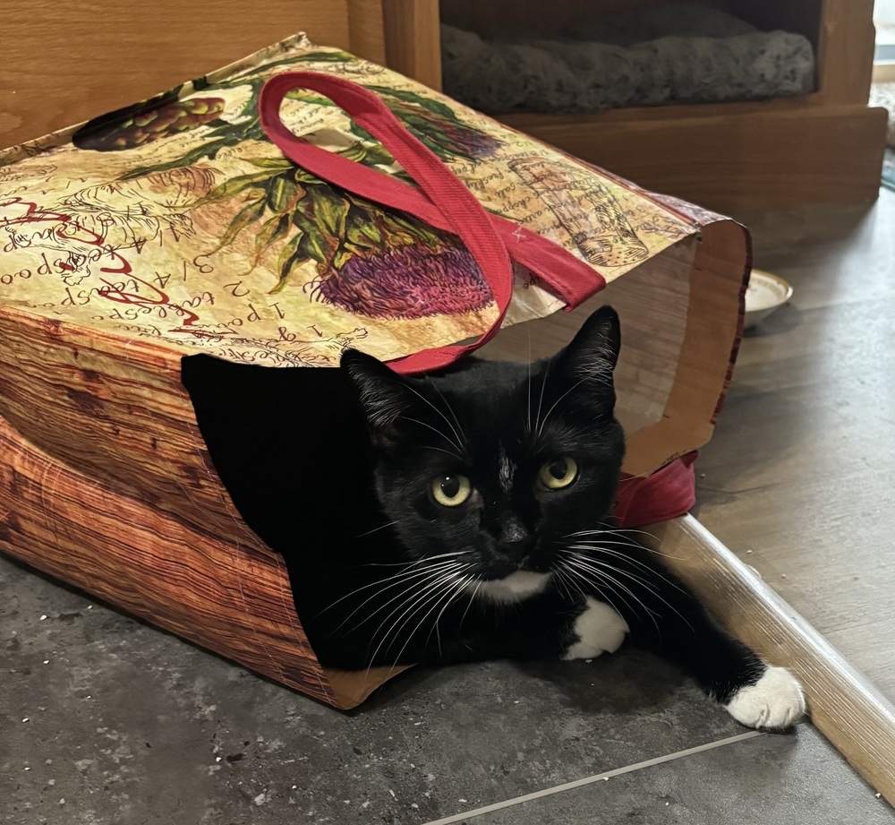 Vee, an adoptable Domestic Short Hair in Fort collins, CO, 80526 | Photo Image 3