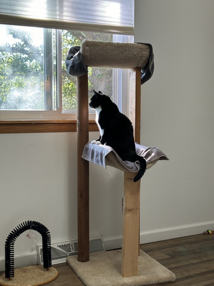 Vee, an adoptable Domestic Short Hair in Fort collins, CO, 80526 | Photo Image 4