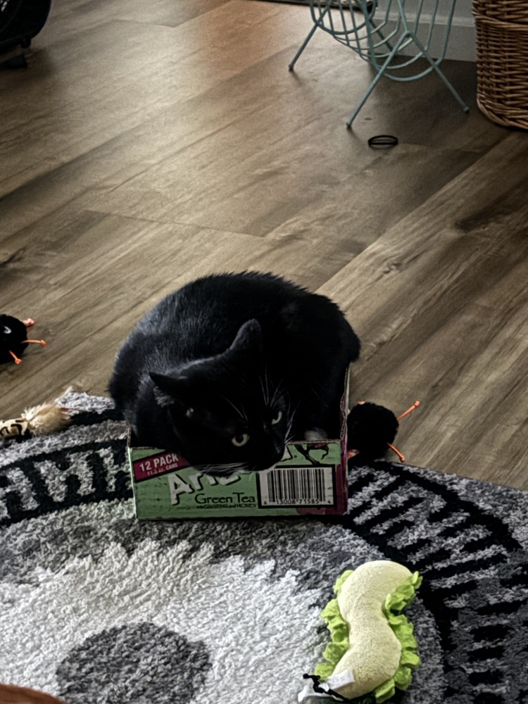 Vee, an adoptable Domestic Short Hair in Fort collins, CO, 80526 | Photo Image 5