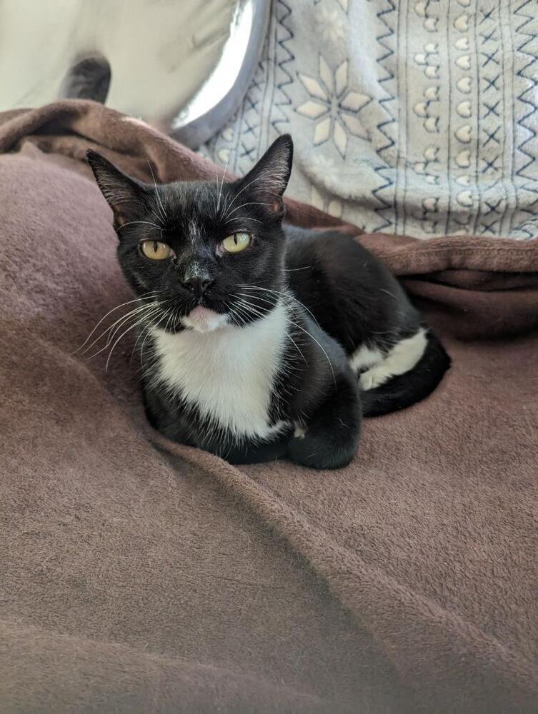 Vee, an adoptable Domestic Short Hair in Fort collins, CO, 80526 | Photo Image 6
