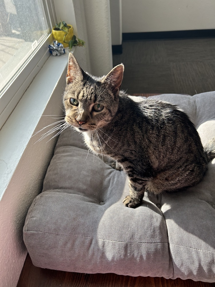 LeeLoo, an adoptable Domestic Short Hair in Fort collins, CO, 80526 | Photo Image 1