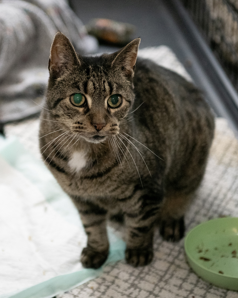 LeeLoo, an adoptable Domestic Short Hair in Fort collins, CO, 80526 | Photo Image 3