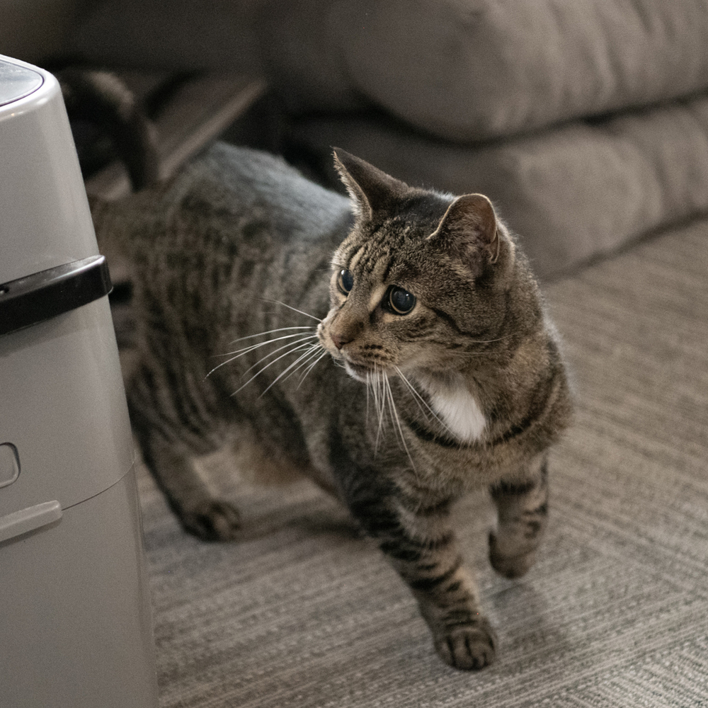 LeeLoo, an adoptable Domestic Short Hair in Fort collins, CO, 80526 | Photo Image 4