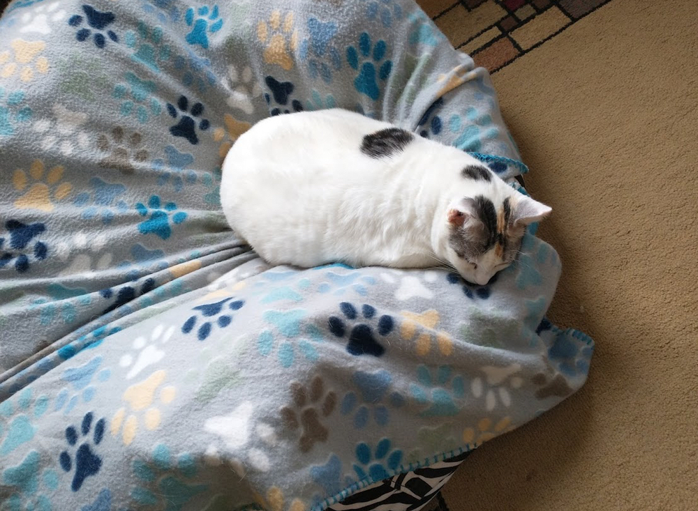 Laurel, an adoptable Domestic Short Hair in Fort collins, CO, 80526 | Photo Image 3