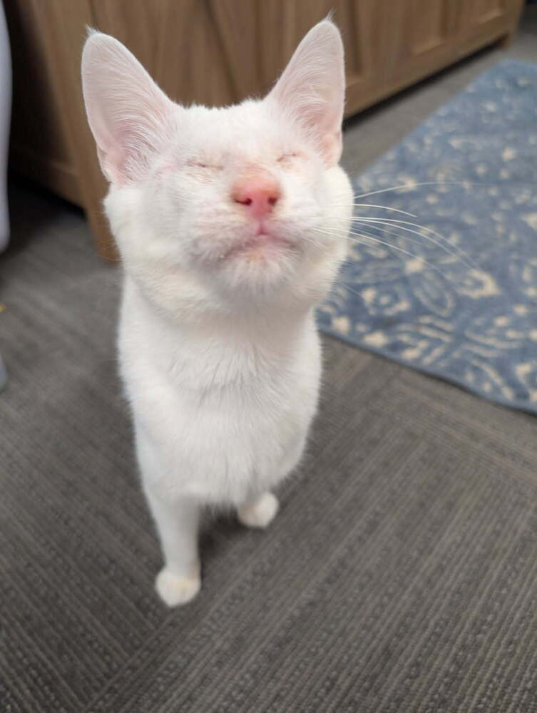 Possum, an adoptable Domestic Short Hair in Fort collins, CO, 80526 | Photo Image 1