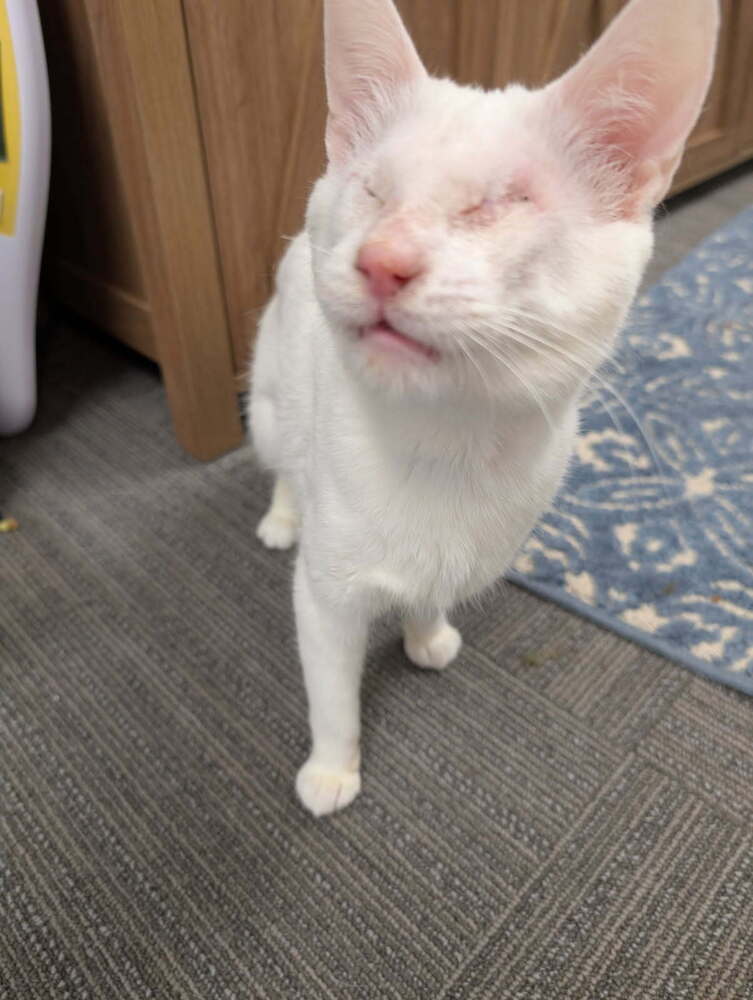 Possum, an adoptable Domestic Short Hair in Fort collins, CO, 80526 | Photo Image 3