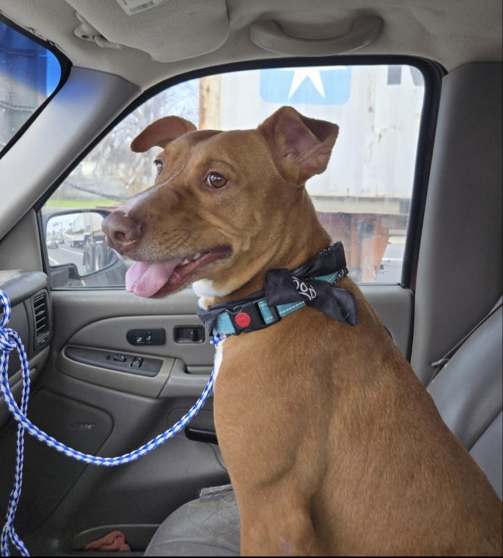 Archie, an adoptable Vizsla, Staffordshire Bull Terrier in Winston Salem, NC, 27104 | Photo Image 2