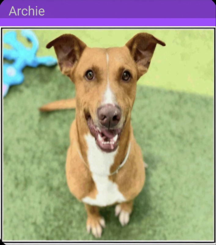 Archie, an adoptable Vizsla, Staffordshire Bull Terrier in Winston Salem, NC, 27104 | Photo Image 3