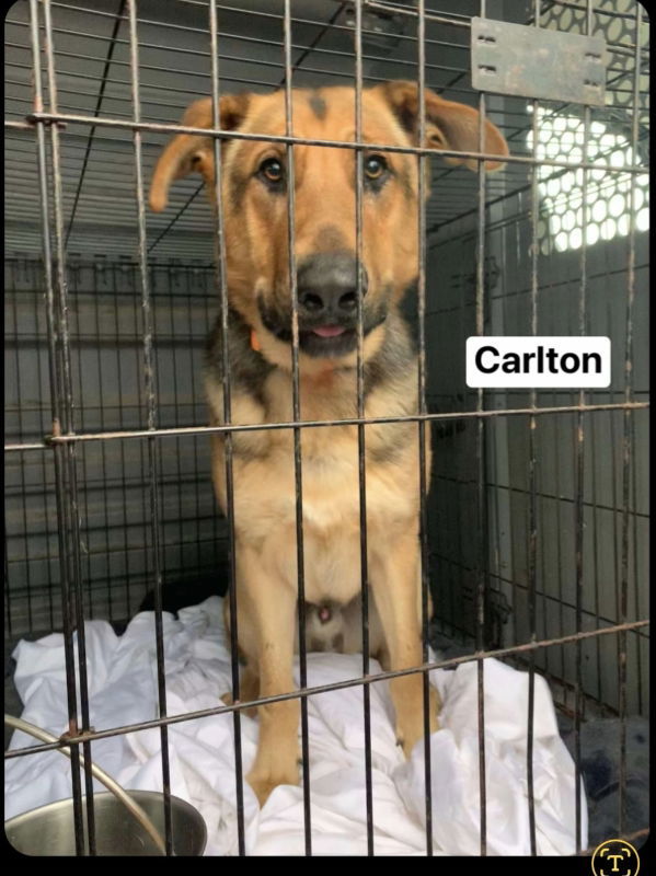 Carlton