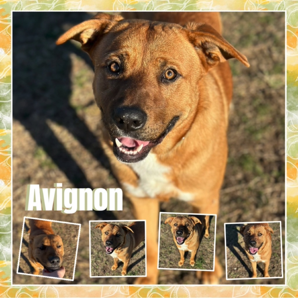 Avignon