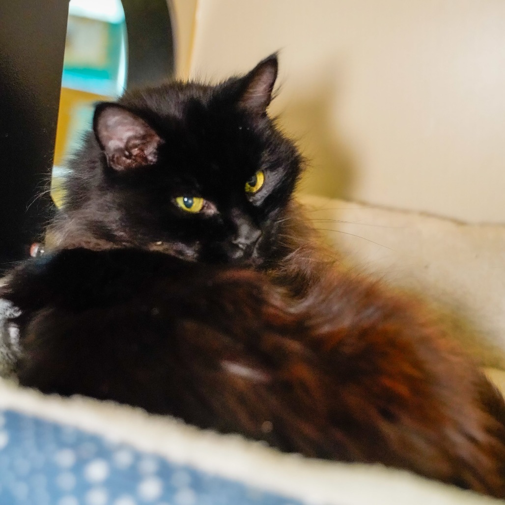 Princess, an adoptable Domestic Long Hair in Thomaston, ME, 04861 | Photo Image 1