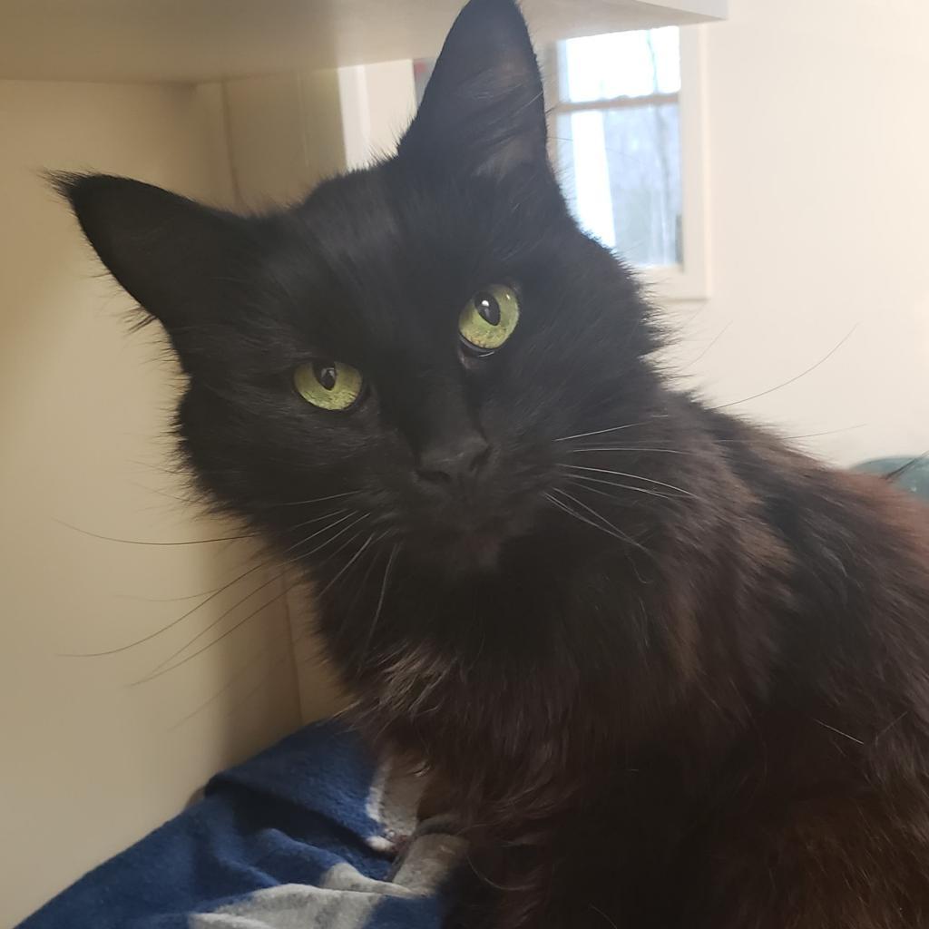 Princess, an adoptable Domestic Long Hair in Thomaston, ME, 04861 | Photo Image 2
