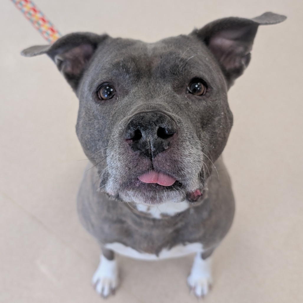 Big Betty, an adoptable Pit Bull Terrier in Thomaston, ME, 04861 | Photo Image 1