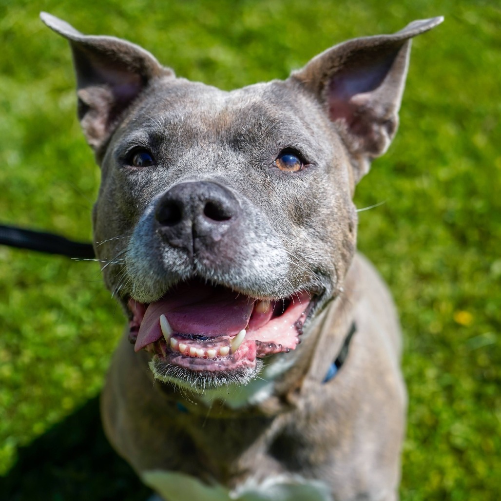 Big Betty, an adoptable Pit Bull Terrier in Thomaston, ME, 04861 | Photo Image 1