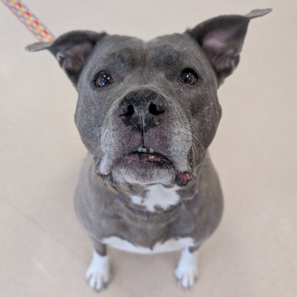 Big Betty, an adoptable Pit Bull Terrier in Thomaston, ME, 04861 | Photo Image 2
