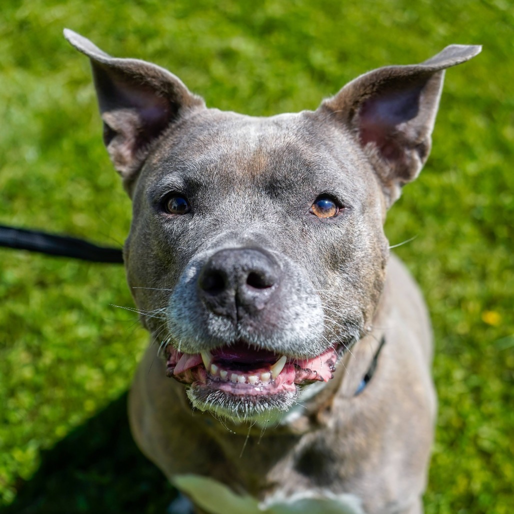 Big Betty, an adoptable Pit Bull Terrier in Thomaston, ME, 04861 | Photo Image 4