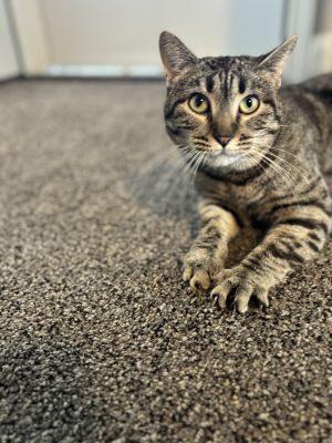 Harper, Adult Female American Shorthair