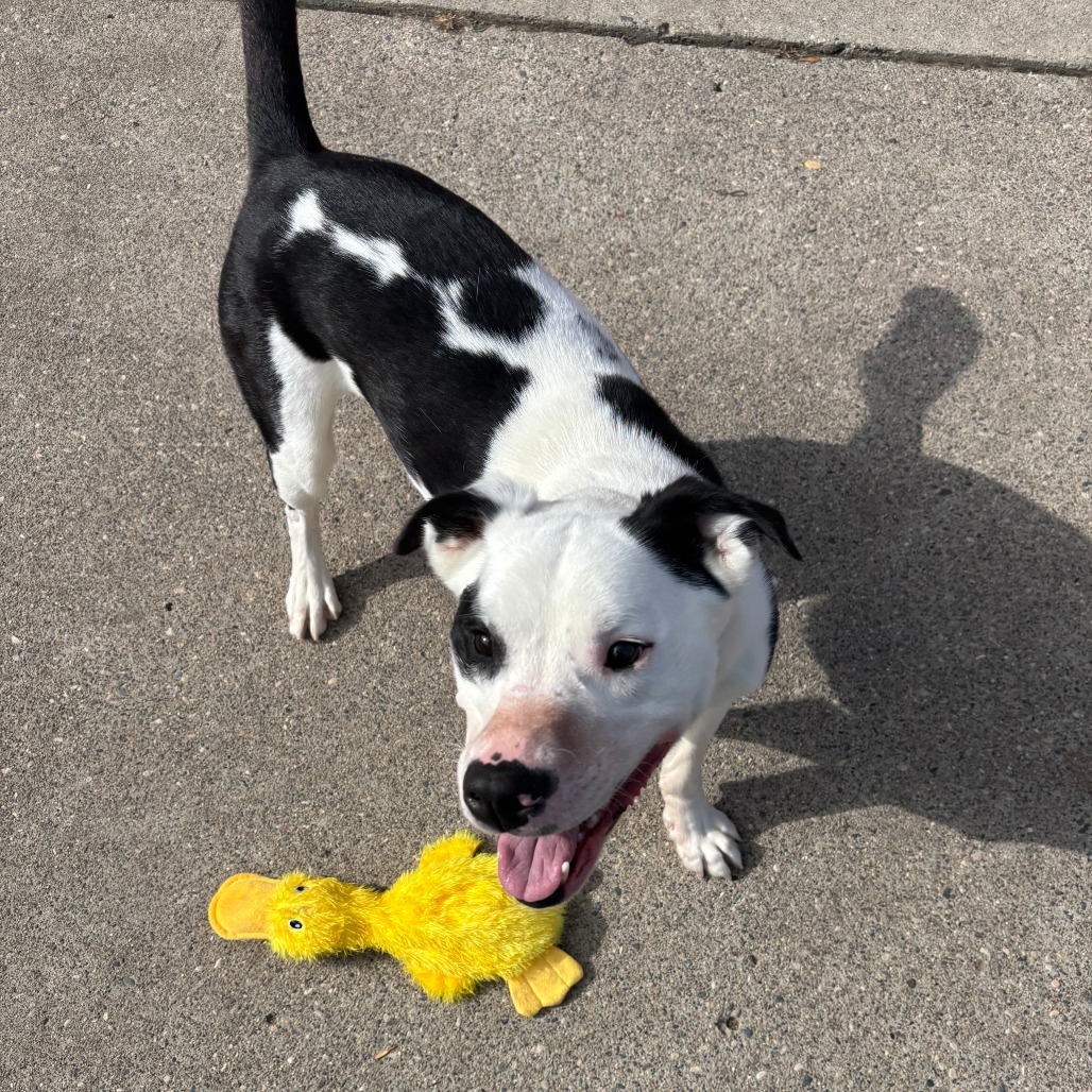 Stumpy--In Foster***ADOPTION PENDING***