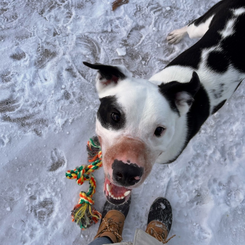 Stumpy--In Foster***ADOPTION PENDING***