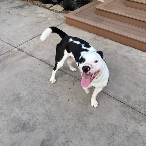 Stumpy--In Foster***ADOPTION PENDING***