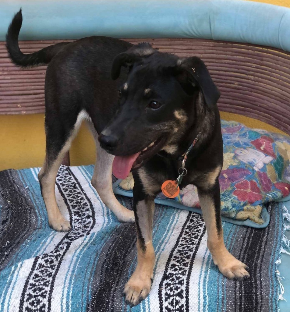 Bruno, an adoptable Terrier in San Juan de Abajo, NAY, 63732 | Photo Image 1