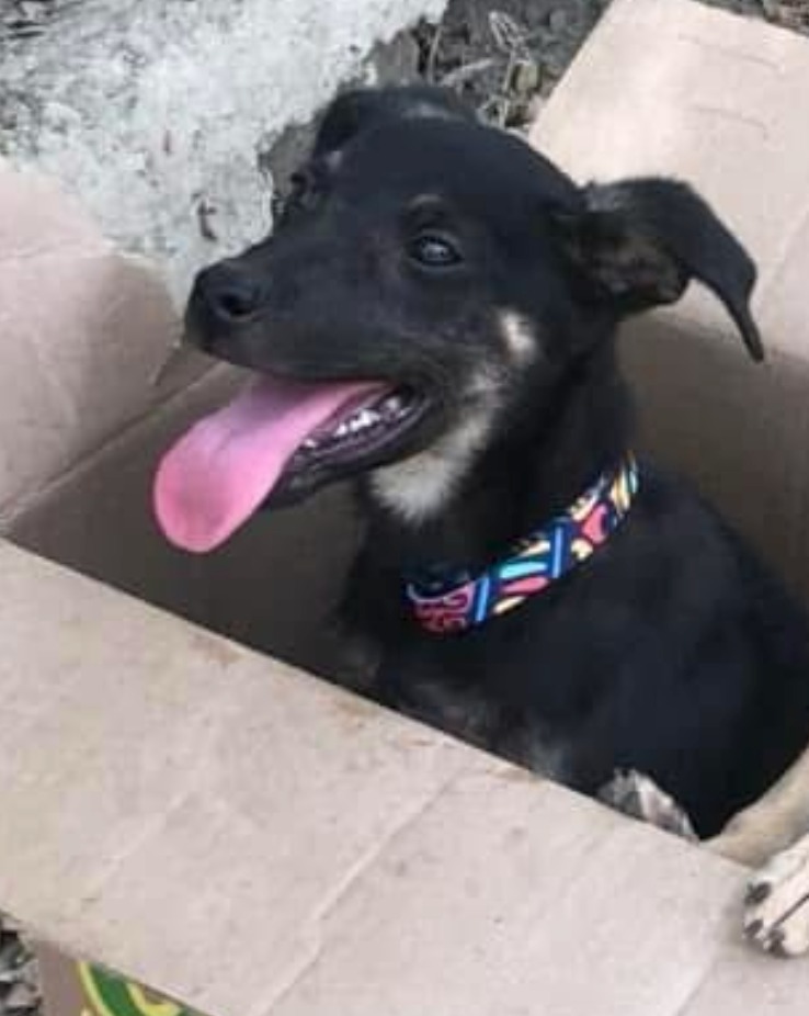 Bruno, an adoptable Terrier in San Juan de Abajo, NAY, 63732 | Photo Image 2